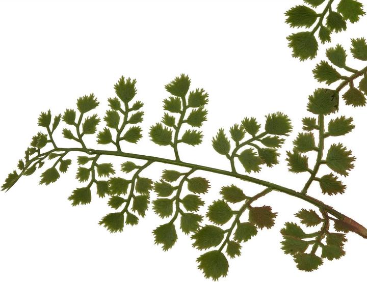 Image du produit Hill Interiors - Fleur artificielle THE NATURAL GARDEN COLLECTION (64 cm)