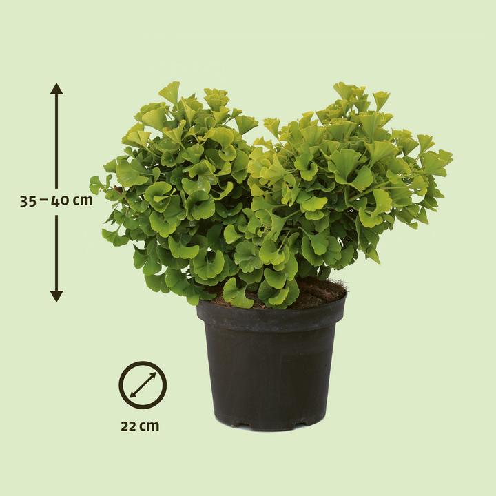 Produktbild Zulauf Kugel-Ginkgo / Ginkgo b. 'Mariken' (40 cm)