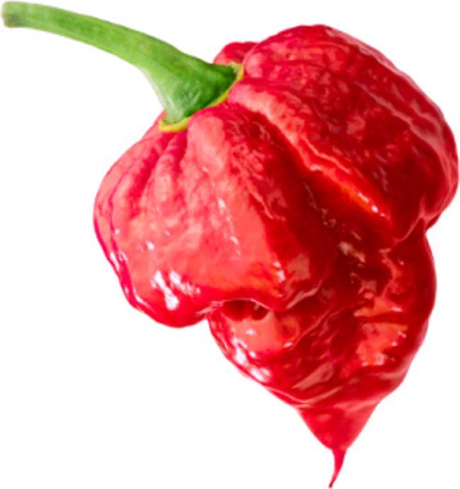 Produktbild Tropica Chili - 'Trinidad Moruga Scorpion' Capsicum Chinensis (Gemüsesamen)