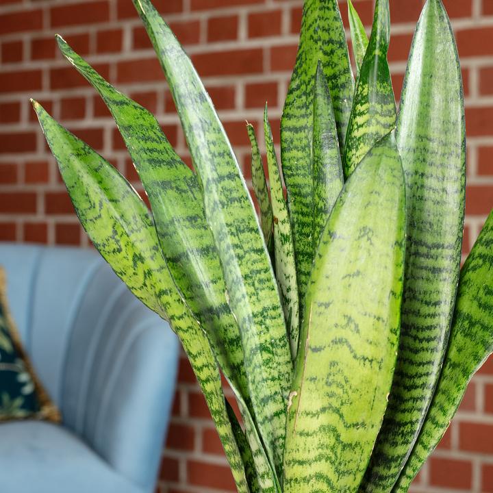 Immagine prodotto Flowerbox Canapa dell'arco - Sansevieria zeylanica (45 cm)