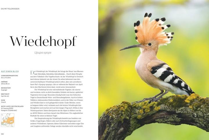 Immagine prodotto Die magische Welt unserer Vögel (Tedesco, Matthias Futterer, Hannes Bonzheim, 2022)