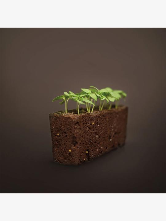 Image du produit Véritable Menthe marocaine (Graines de plantes)