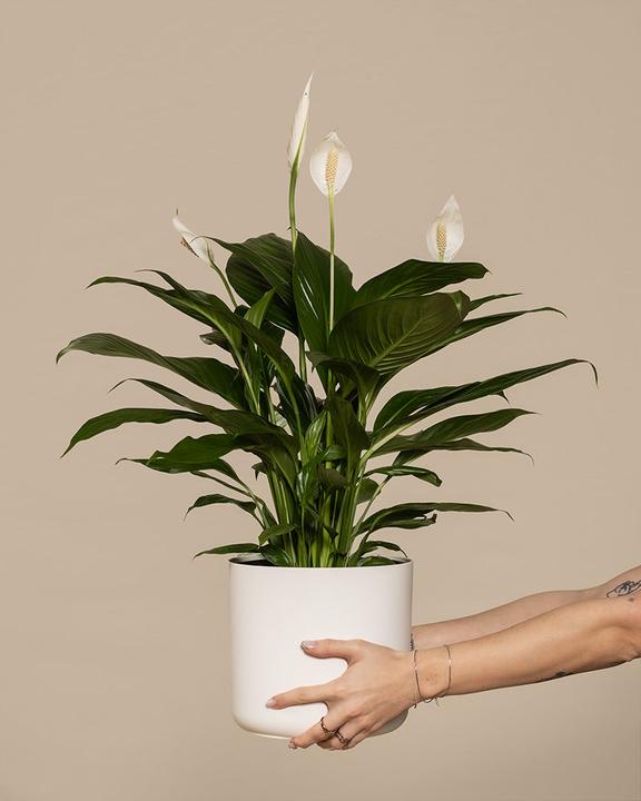 Actual product image feey Large monocots (75 cm, Freshly repotted)