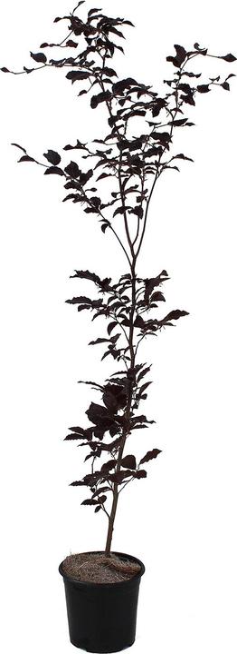 Image du produit Zulauf Blut-Buche / Fagus syl. 'Purpurea' (80 cm)