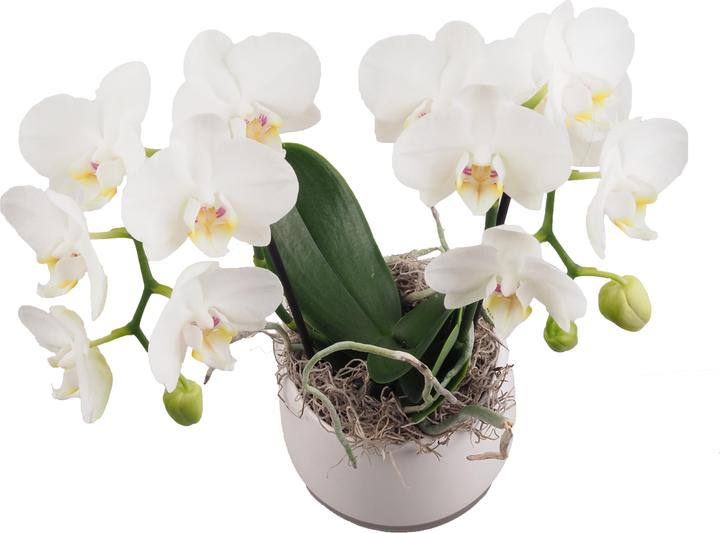Actual product image Migros Ostschweiz Orchid bowl medium (40 cm)