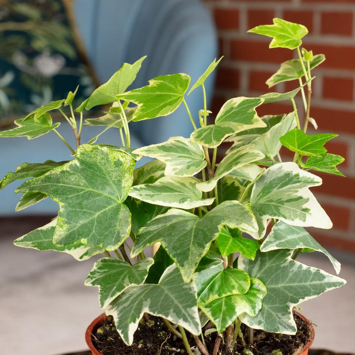 Image du produit Flowerbox Lierre commun- Hedera helix (15 cm)