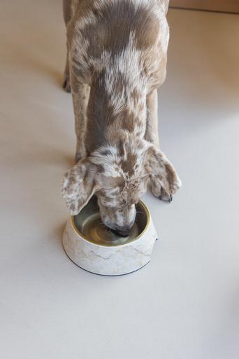 Immagine prodotto Designed by Lotte Ciotola per cani Meis (0.70 l)