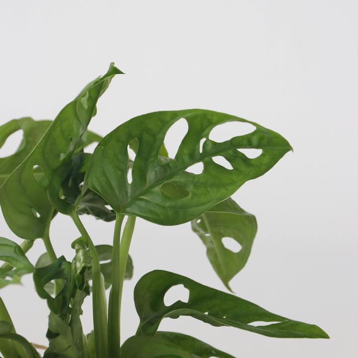 Actual product image Plant in a Box Monstera Adansonii 'Monkey Mask' - Window Leaf in Glass (35 cm)