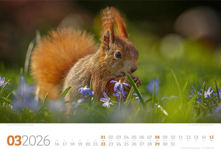 Actual product image Tierwelt Wald Kalender 2026 (45 x 33 cm, Hardcover, German)