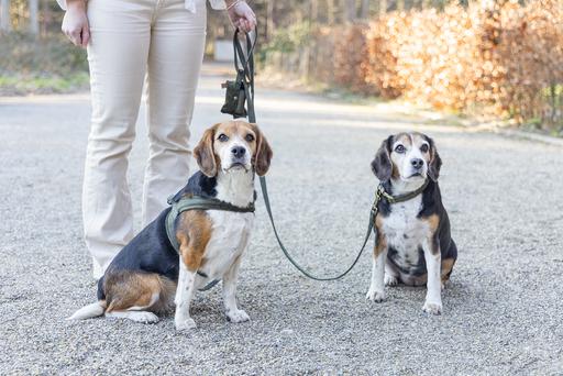 Productafbeelding Designed by Lotte Hondentuig Velura (XXS, XS, S, M, L, Hond, Loop)