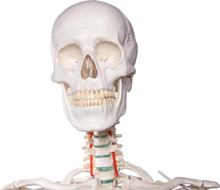 Actual product image Erler Zimmer School Skeleton Oscar