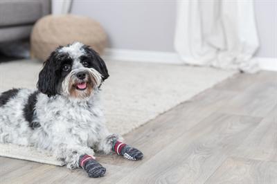 Actual product image Trixie Dog socks (XS, S, Dog socks)
