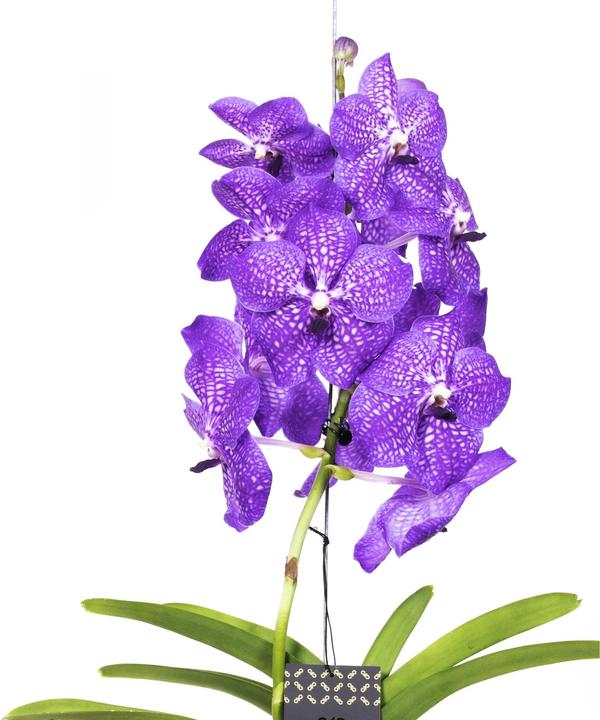 Produktbild Plant in a Box Vanda New Blue - Orchidee (55 cm)