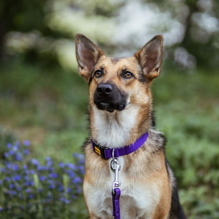 Actual product image Red Dingo DINGO Energy purple - Dog collar - 31-49 cm (Dog, General)