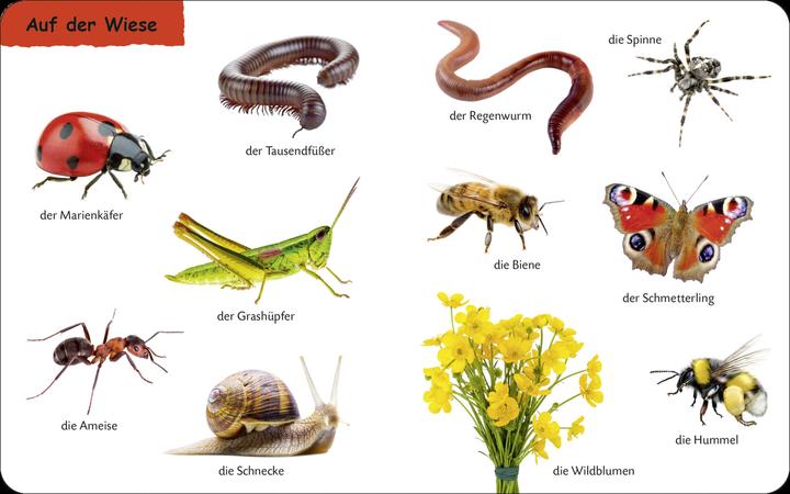 Actual product image Duden: 12+: Kennst du das? Die Tiere (German)