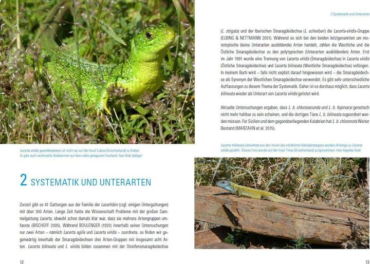 Actual product image Smaragdeidechsen Lacerta bilineata und Lacerta viridis (German, Martin Dieckmann, 2017)