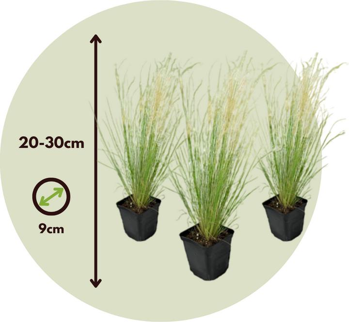 Immagine prodotto Plant in a Box Stipa tenuifolia 'Pony Tails' - Set di 3 erbe piumate ornamentali (20 cm)