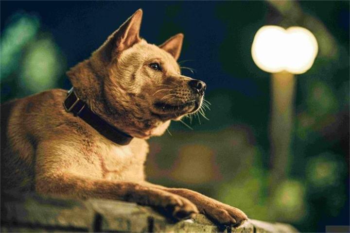 Image du produit Hachiko - Une amitié pour l'éternité! (Blu-ray, 2023, Allemand)