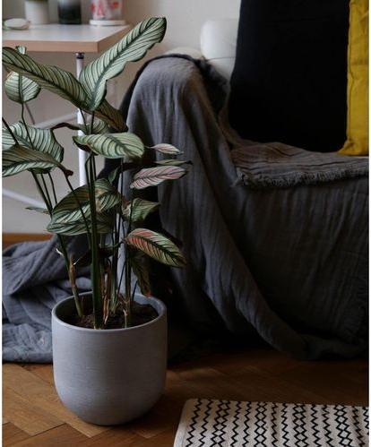 Actual product image Esmée Bedspread (220 x 240 cm)