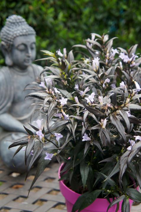 Produktbild Plant in a Box Strobilanthes anisophyllus ‘Brunetthy’ - 2er Set Goldfuchs (25 cm)