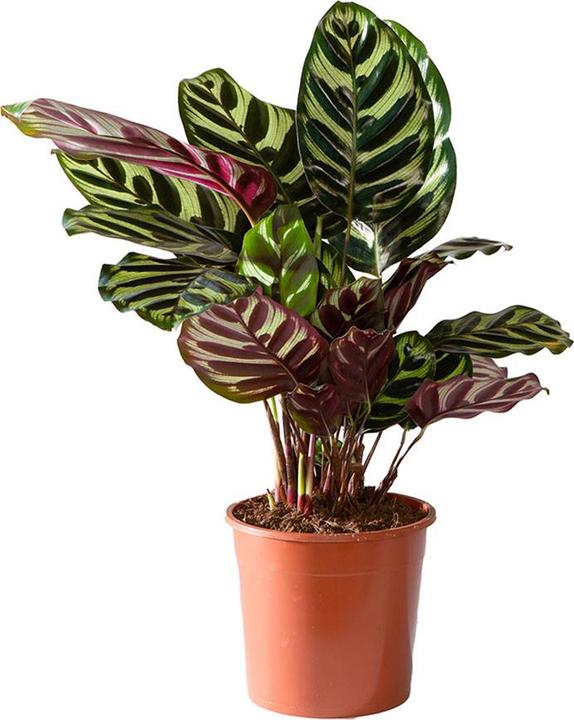 VEG and the City Sagres (Basket Marante - Calathea makoyana) (35 cm)