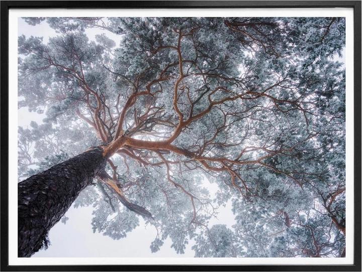 Immagine prodotto Trenddeko Albero in inverno (100 x 80 cm)