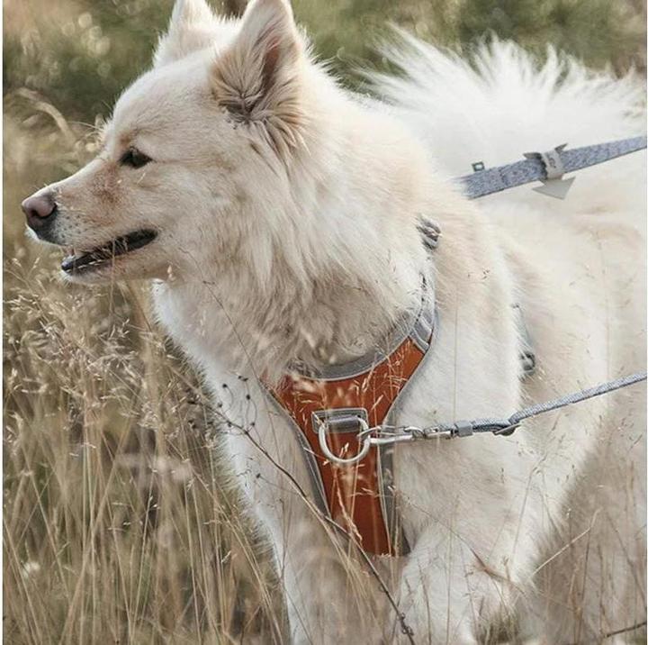 Actual product image Hurtta Harness Venture No-Pull, 45-60, Orange (45, 46, 47, 48, 49, 50, 52, 54, 56, 58, 60, Dog, General)