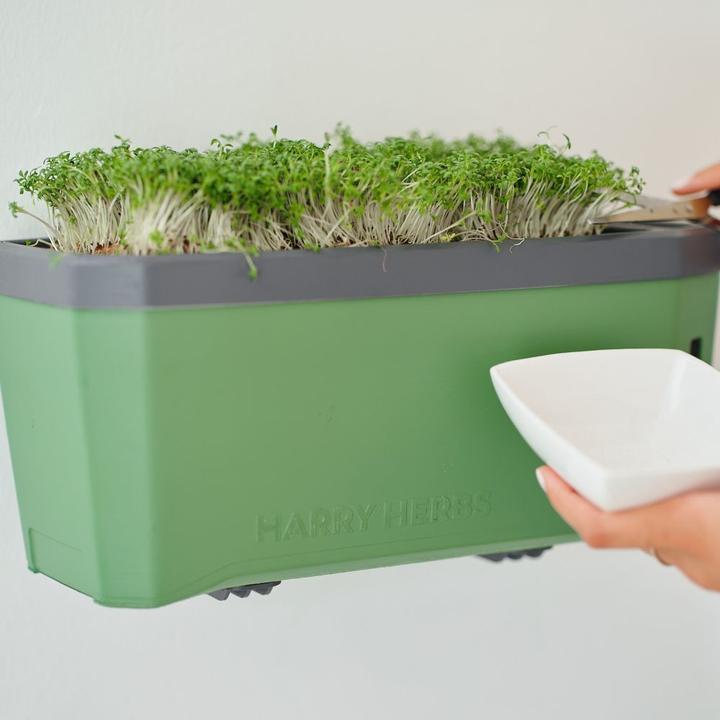 Image du produit Gusta Garden Graines Microgreens Roquette Ruca HARRY HERBS (Germes)