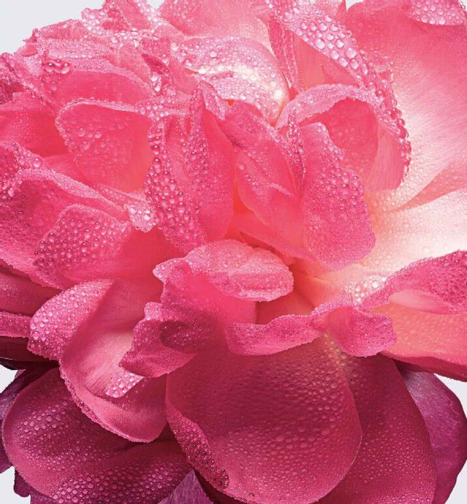 Produktbild Dior Miss Absolutely Blooming (Eau de Parfum, 30 ml)