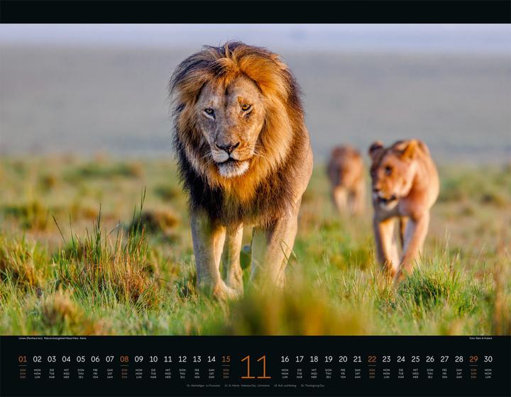 Immagine prodotto Wildes Afrika Kalender 2026 (54 x 42 cm, Copertina rigida, Inglese, Francese, Tedesco)