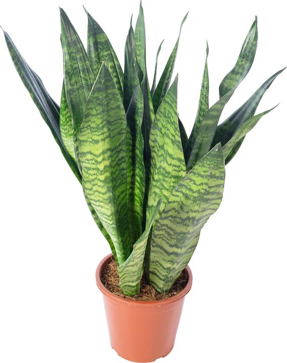 Actual product image Flowerbox Snake plant - height ca. 65 cm, pot-Ø 17 cm - Sansevieria zeylanica (65 cm)