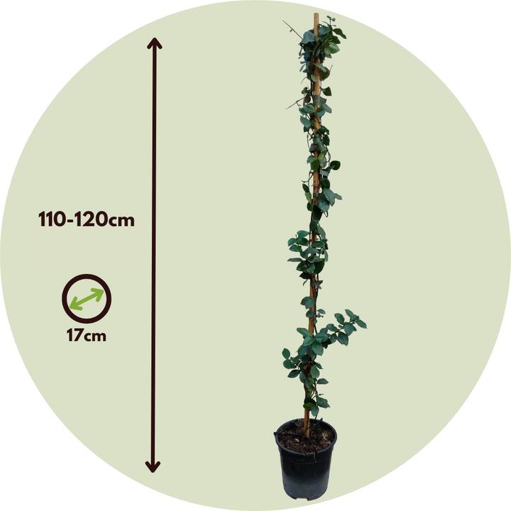 Immagine prodotto Plant in a Box Trachelospermum jasminoides Star of Toscane - Gelsomino delle stelle (110 cm)