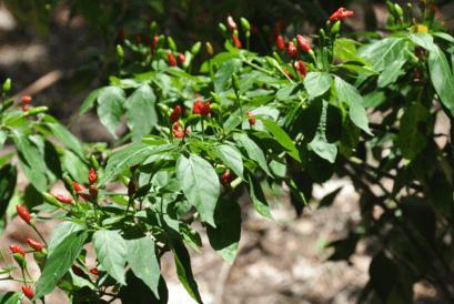 Actual product image Sonnentor Chili ground (40 g)