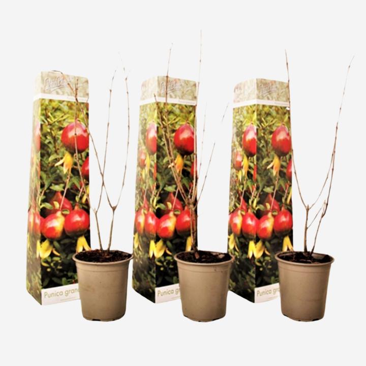 Actual product image Plant in a Box Punica Granatum - 3er Set Granatapfelbaum (25 cm)
