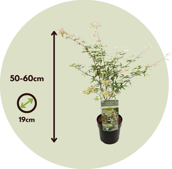 Image du produit Plant in a Box Acer palmatum 'Ukigumo' - Japanischer Ahorn (50 cm)