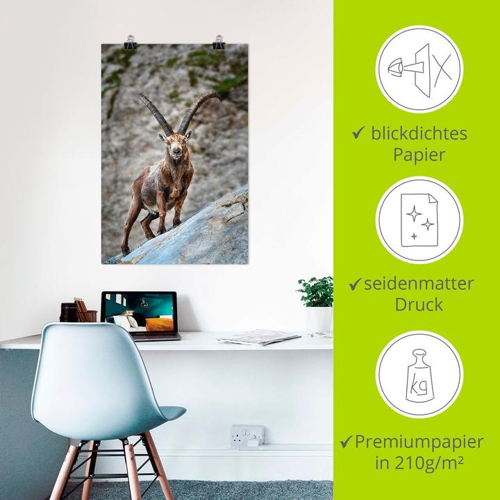 Produktbild Artland Steinbock mit grossen Hörnern U3VG (40 x 60 cm)