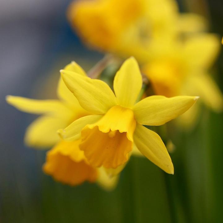 Produktbild Plant in a Box Narcissus Tête-à-Tête - 30er-Set Narzissenzwiebeln