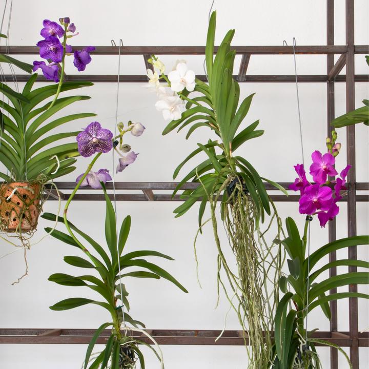 Produktbild Plant in a Box Vanda - Orchidee (50 cm)