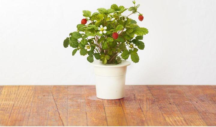 Produktbild Click and Grow Wild Strawberry (Gemüsesamen)
