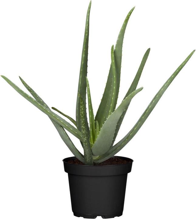 Aloe vera (40 cm)