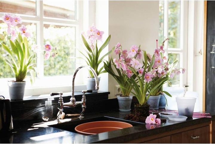 Produktbild Elho Green Basics Orchidee (17 cm)