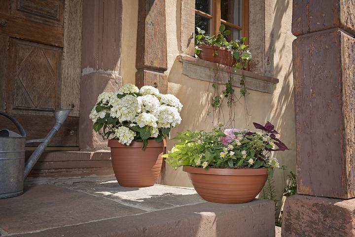 Produktbild Scheurich Country Star (48 cm)
