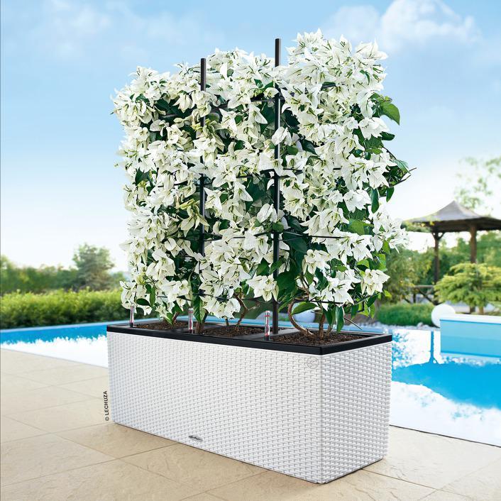 Produktbild Lechuza Trio Cottage (32 cm)