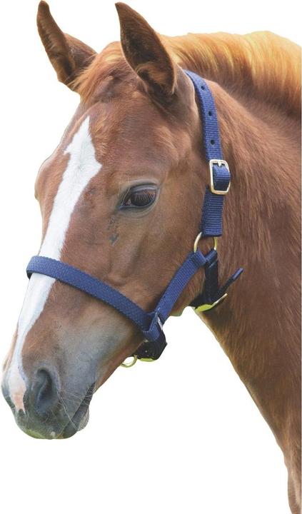 Immagine prodotto Shires UTER409 P