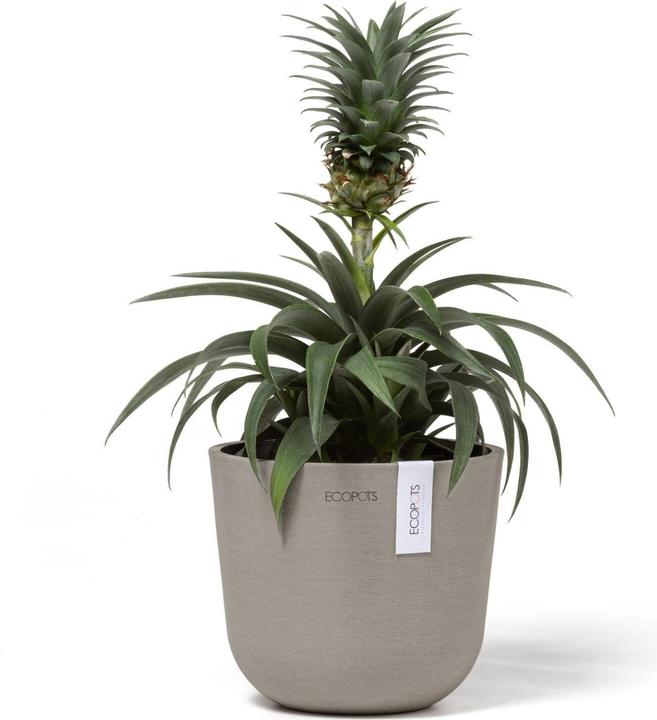 Immagine prodotto Ecopots Oslo Mini (16 cm)