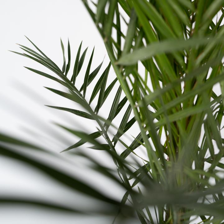 Immagine prodotto Plant in a Box Phoenix canariensis (80 cm)