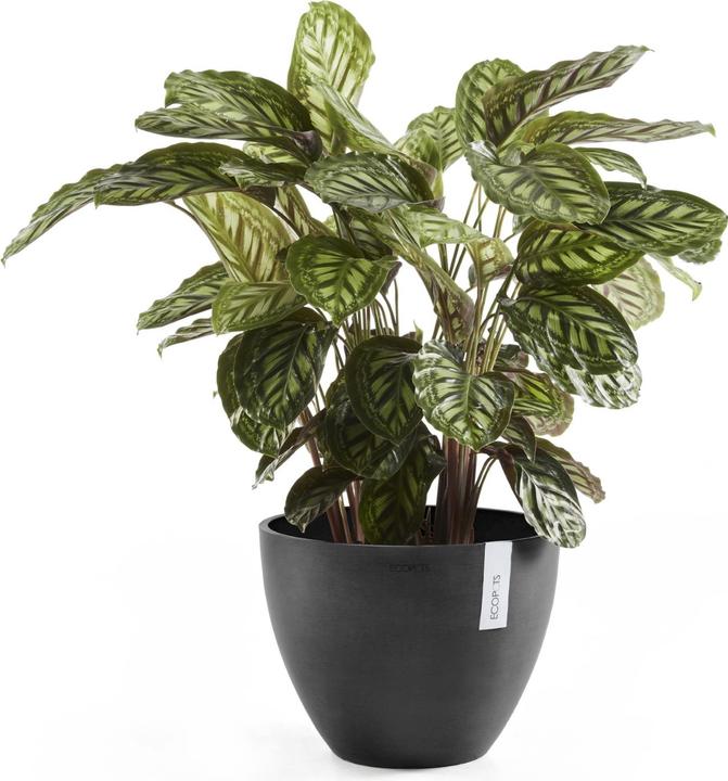 Actual product image Ecopots Antwerp (50 cm)