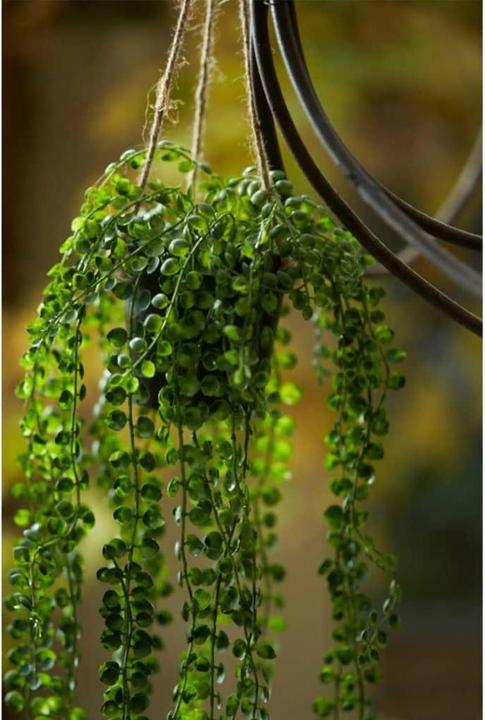 Actual product image Emerald Artificial plant (60 cm)