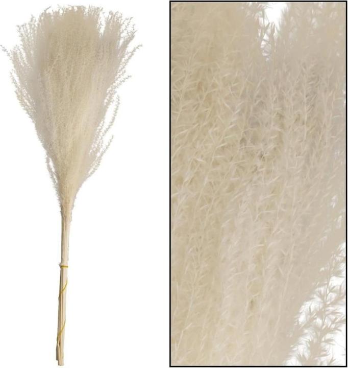 Produktbild Dijk Chinaschilf - Miscanthus (Trockenblumen)