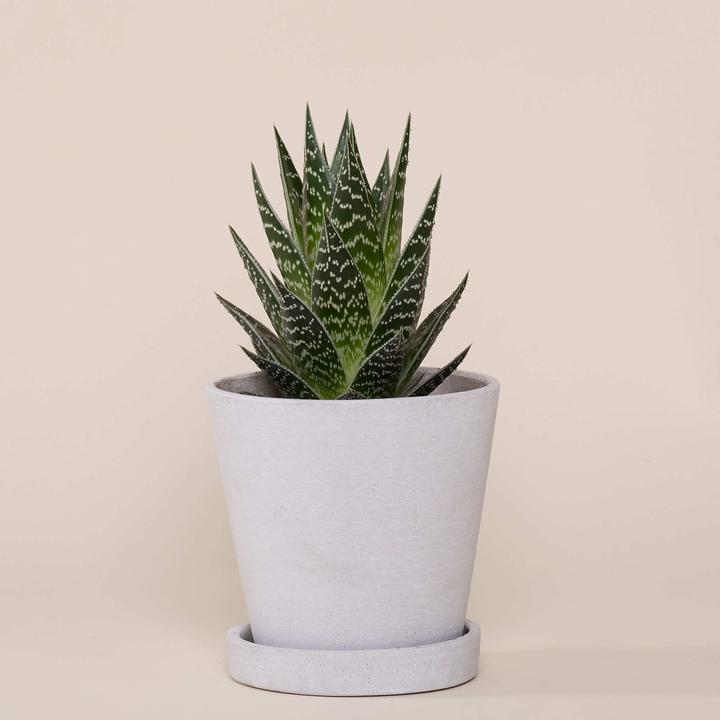 Mary and Plants Aloe Tiki Tahi HAY Gris clair (20 cm)